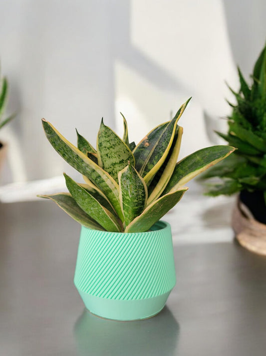 Conical Swirl Planter