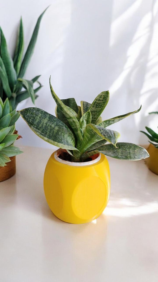 Flat faced Oval Planter