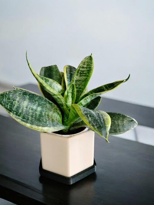 Hexagonal Planter